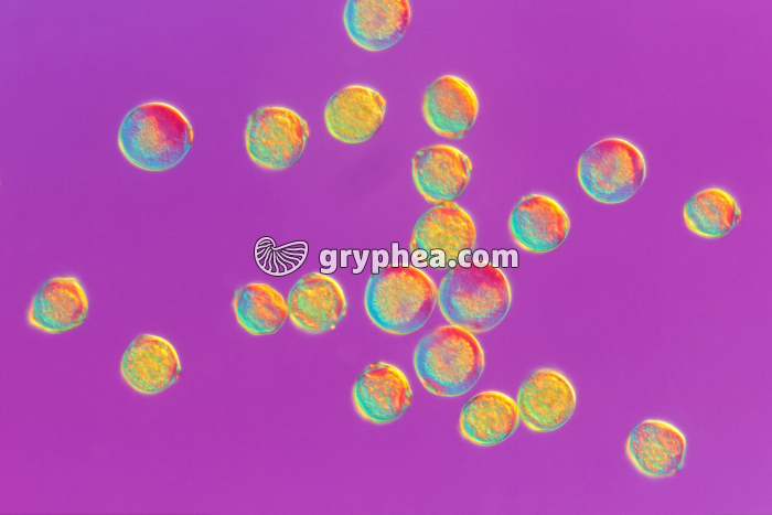 Cerisier - Grains de Pollen x100 - gryphea.com